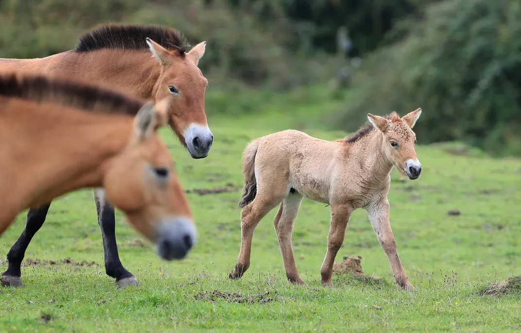 Przewalski Horses