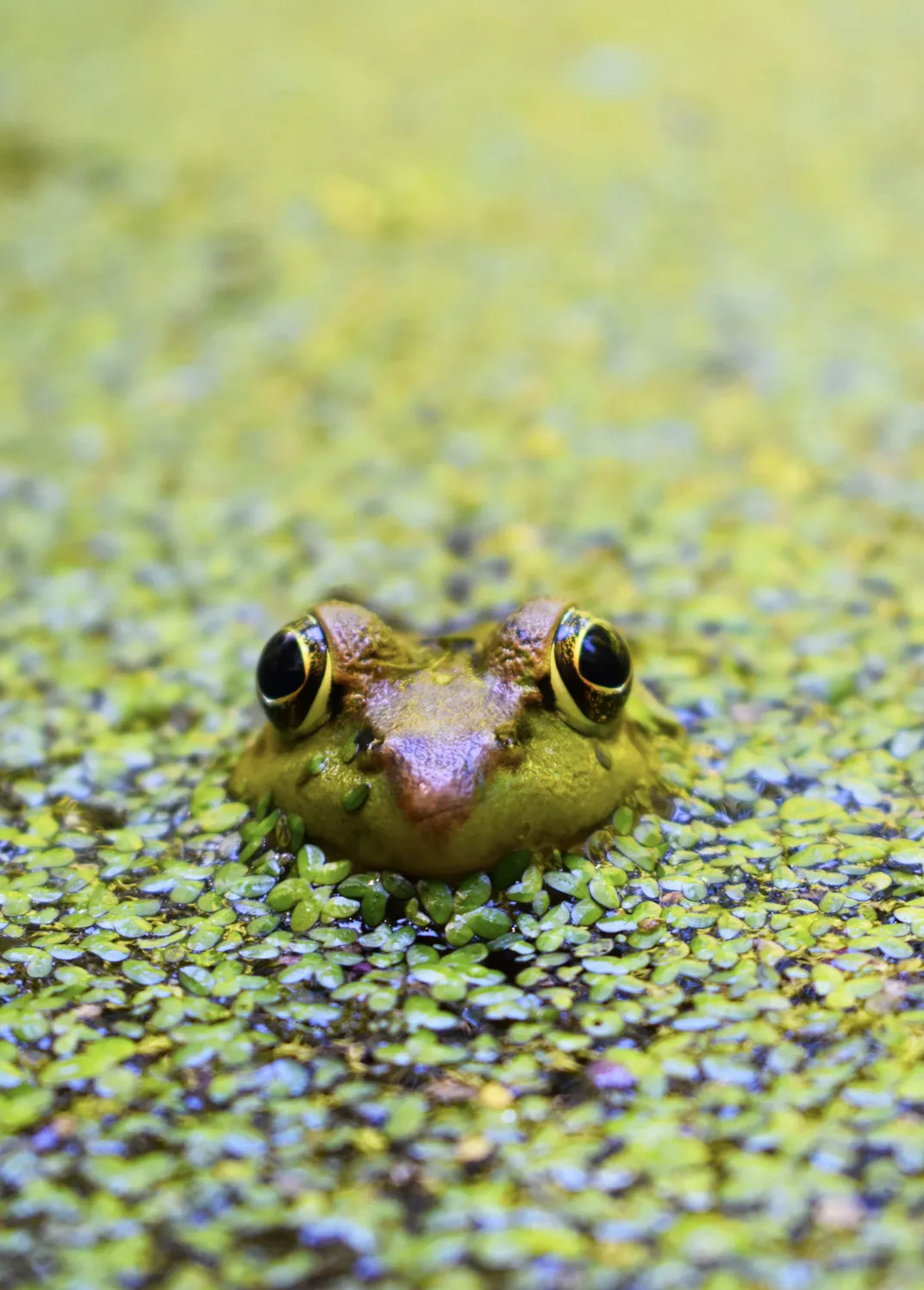 A frog peeking out of the water