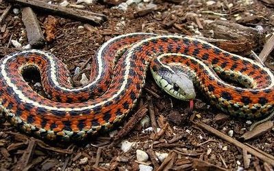 A friendly garter snake