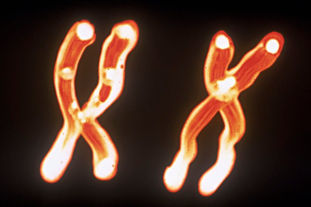 Chromosomes