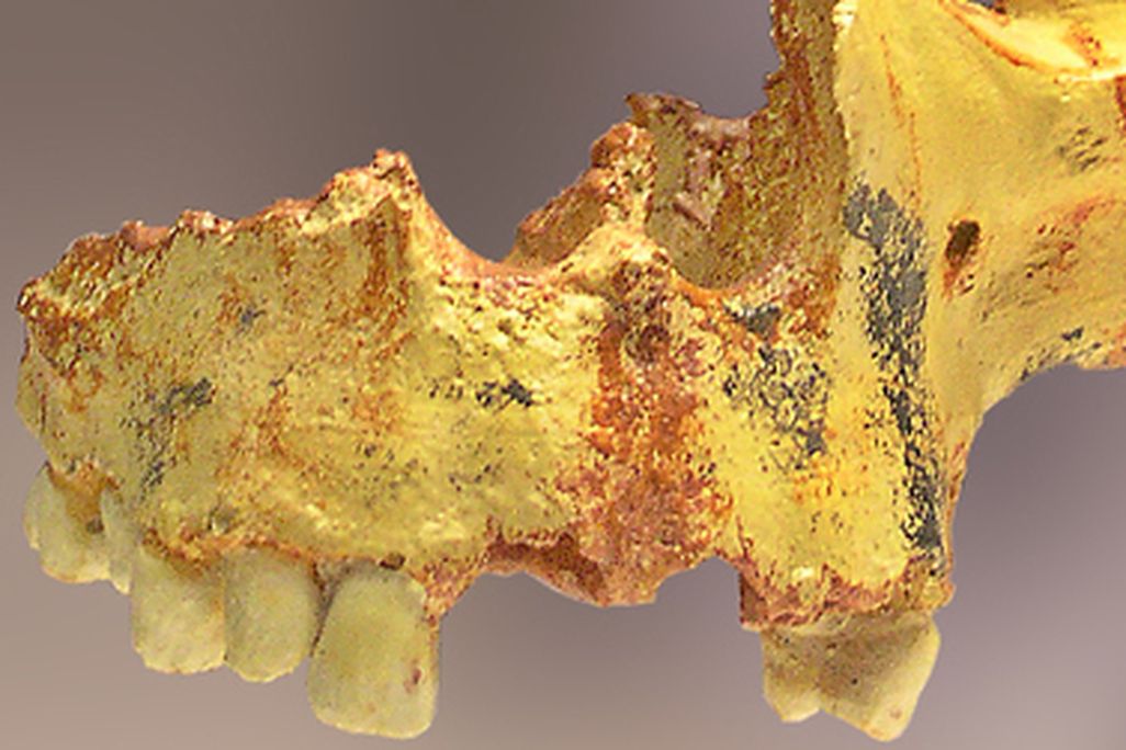 A partial Homo antecessor skull