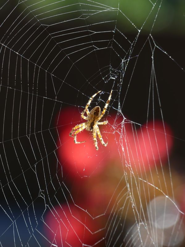 Early Morning Spider thumbnail