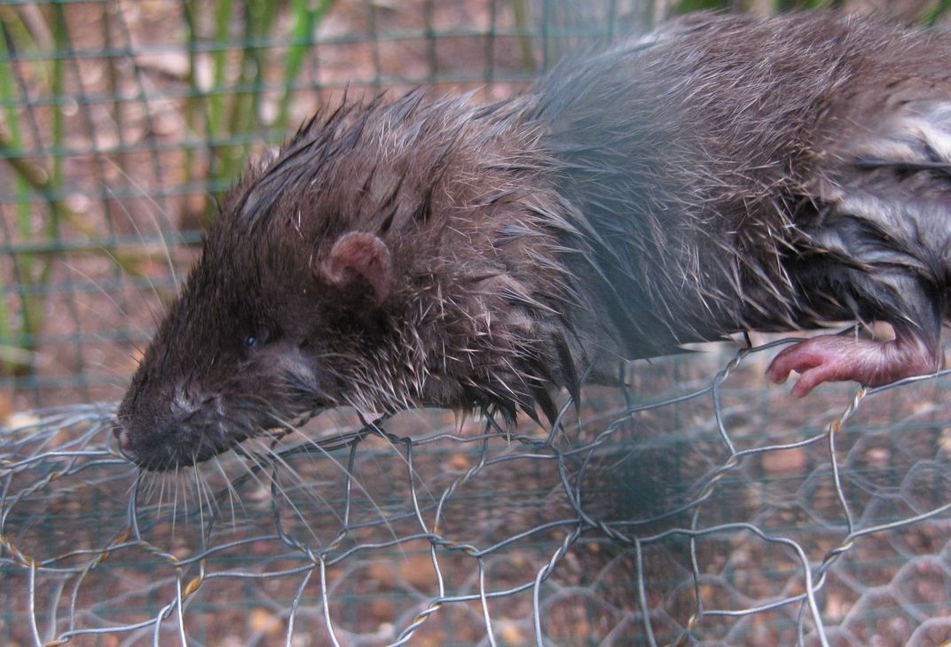 Mining activities have destroyed parts of the Nimba otter shrew’s habitat.