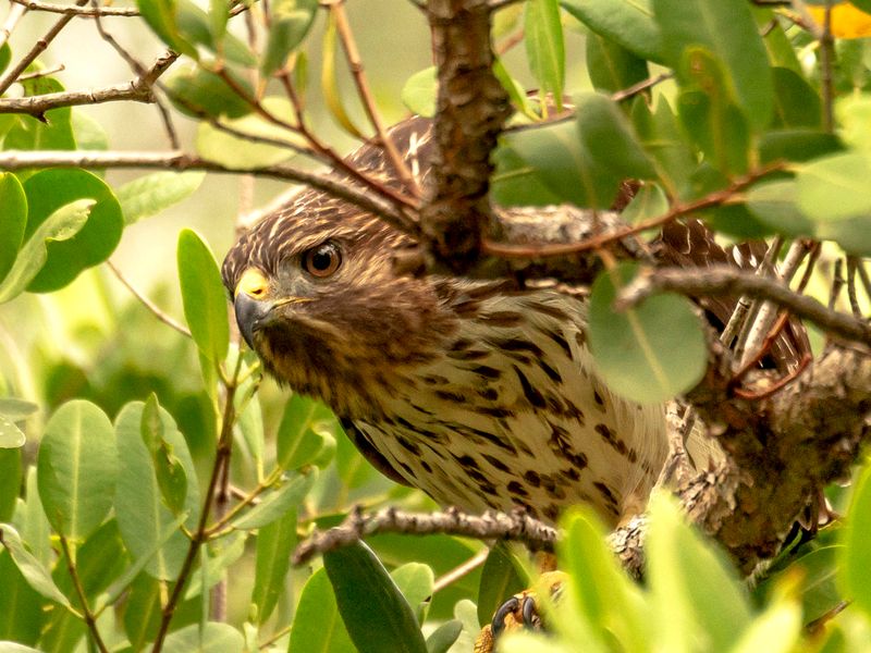 Watching Like a Hawk Smithsonian Photo Contest Smithsonian Magazine