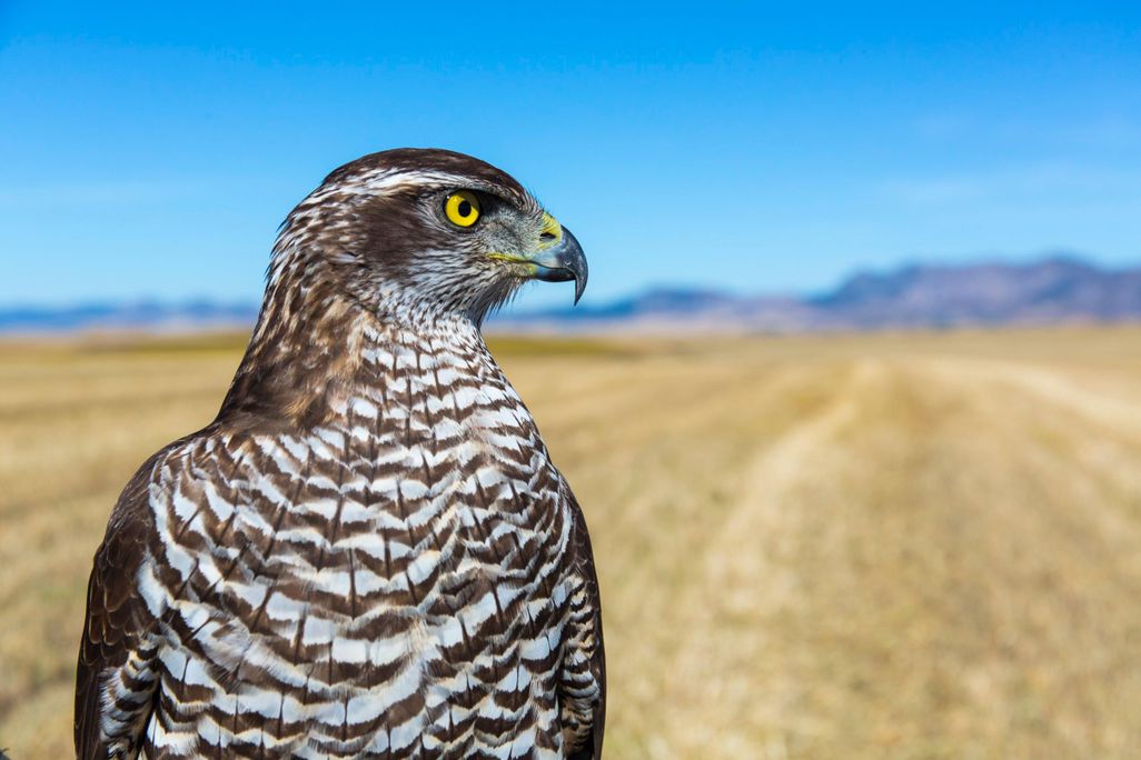 Falcon