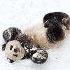 Why the National Zoo Is Saying Goodbye to Its Giant Pandas icon