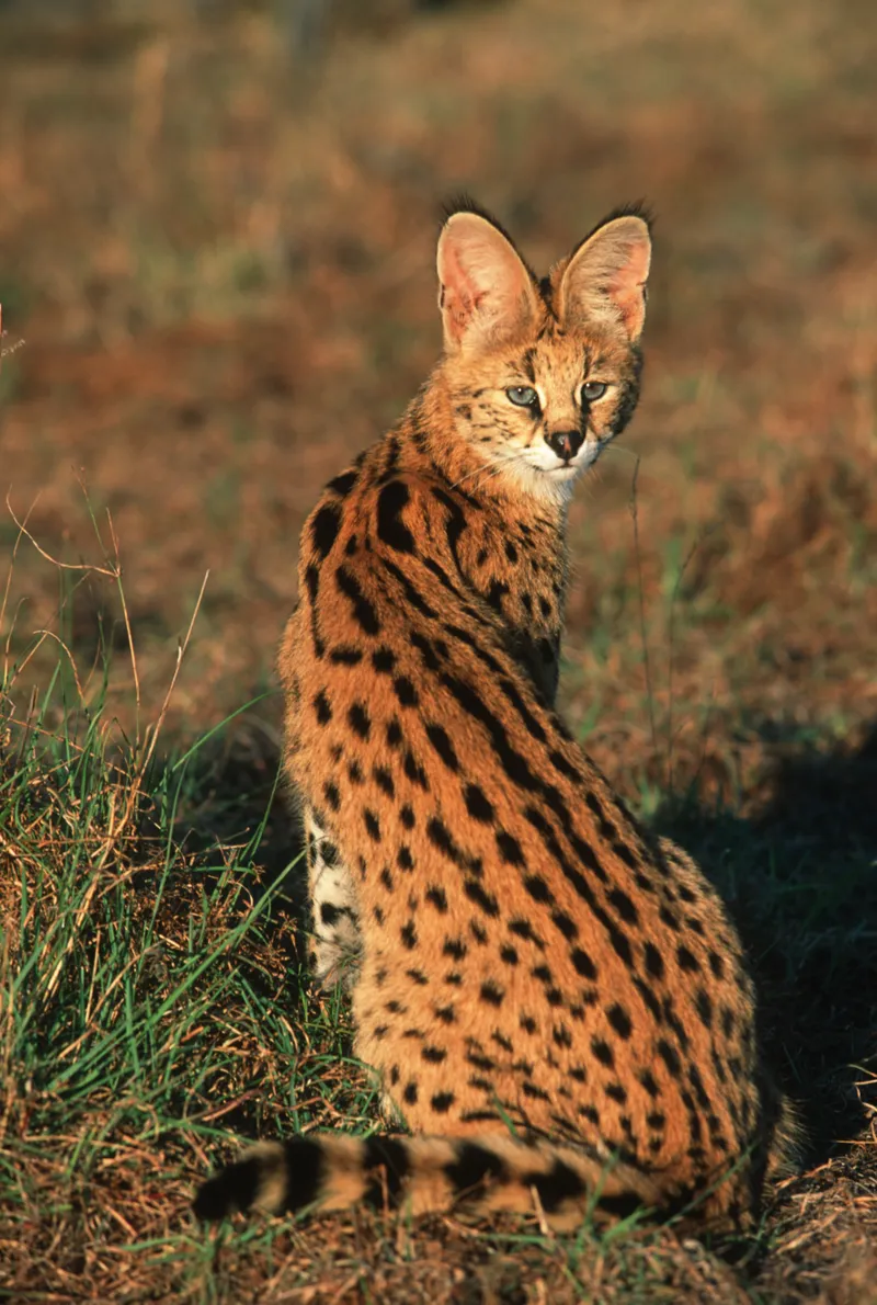 Serval Kitten In Wild