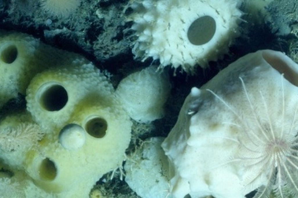 A community of glass sponges under Antarctica’s ice.