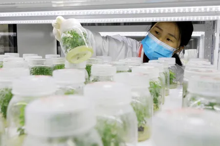 A researcher looks at Artemisia annua seedlings. The plant contains malaria-fighting compounds.