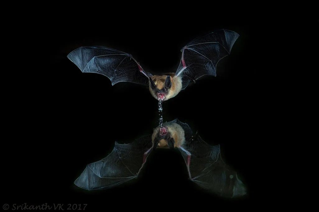 Long-eared Myotis bat (Myotis septentrionalis), photographed in Arizona.