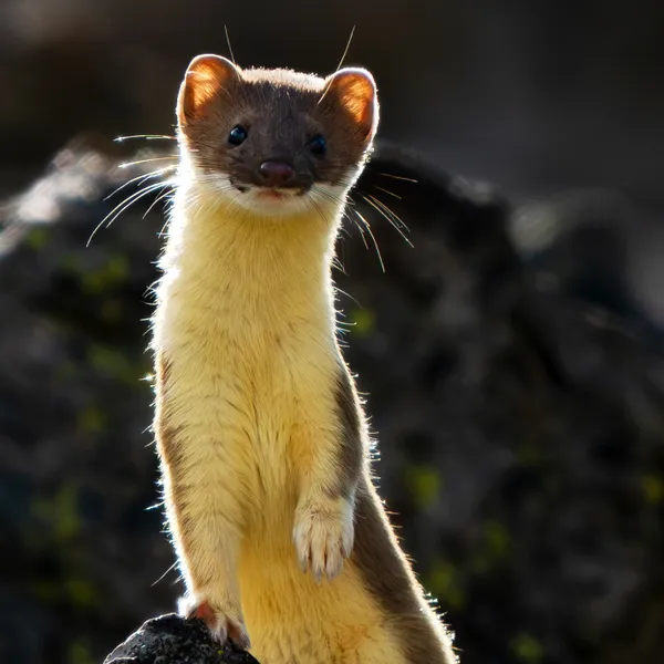 Long-Tailed Weasel Portrait thumbnail