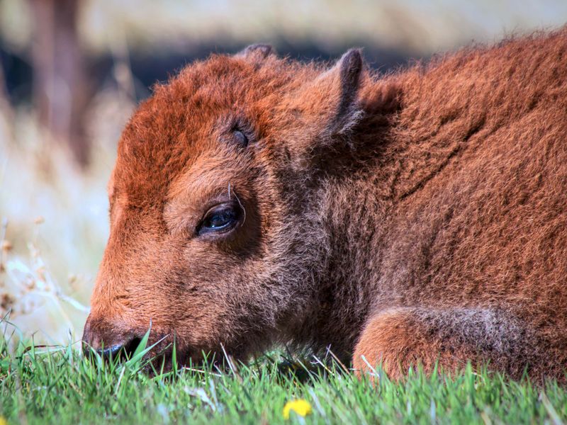 Buffalo calf closeup Smithsonian Photo Contest Smithsonian Magazine