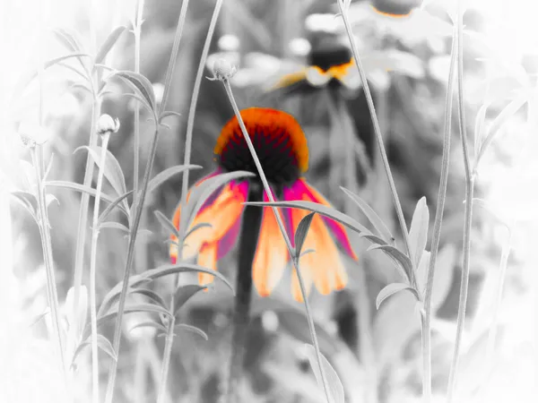 One Flower Among the Meadows thumbnail