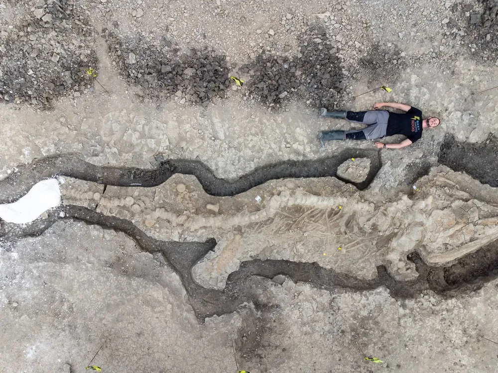 A paleontologist lays out flat next to the 32-foot-long skeleton