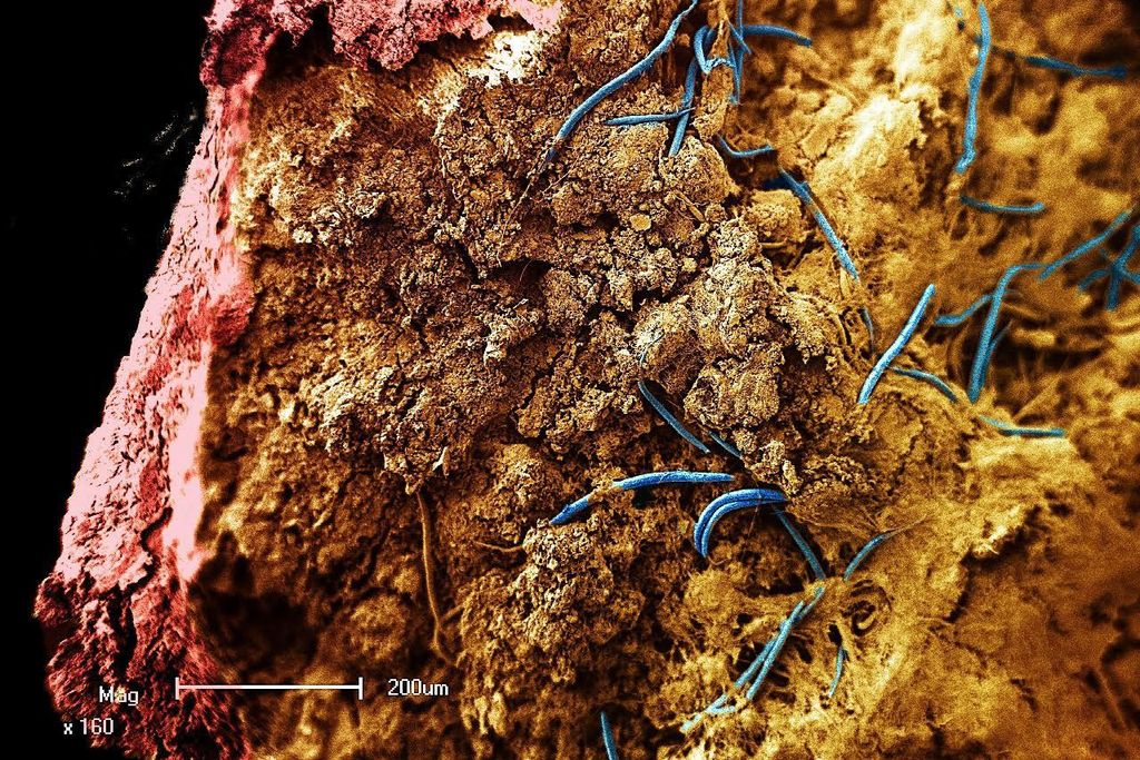 nematode stalactite.jpg