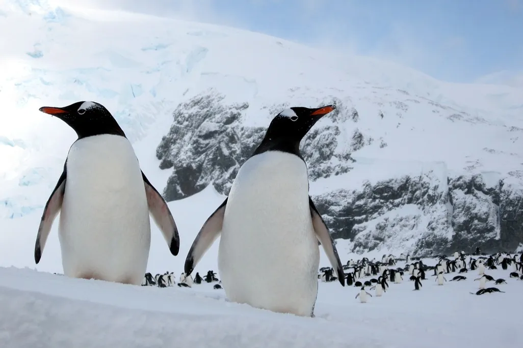 two gentoo penguins stand in front of a colony of penguins and mountains