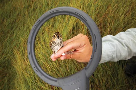 A female saltmarsh sparrow in a New Hampshire wetland is held by University of New Hampshire graduatet student Talia Kuras. The circular device reads the transponder-containing indentification tag on the bird&#39;s leg.&nbsp;