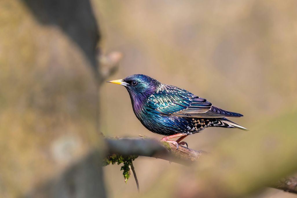 An iridescent black bird sitting on a tree limb