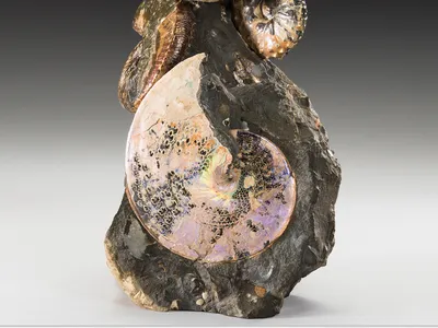 An Ancient Sea Once Split North America Down the Middle. The Beautiful Multicolored Ammonite Shells From Its Waters Are So Perfectly Preserved That They Still Shimmer Today image