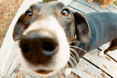Dog flu spreads nose to nose. The virus can be eliminated by cleaning areas touched by potentially infected dogs. 