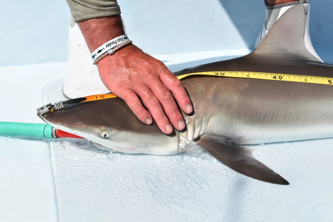 shark on the deck of a boat, being held and measured