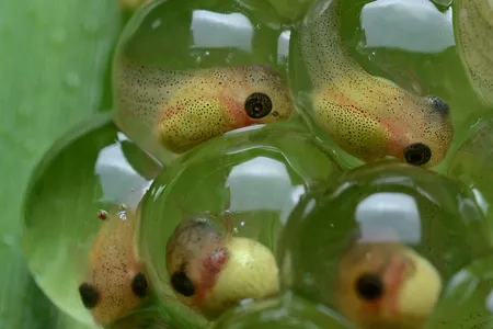 Researchers found that tadpole embryos were better able to fight off infection when their cells' natural electrical charge was manipulated.