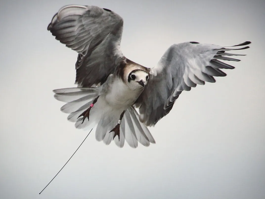 Young Black Tern