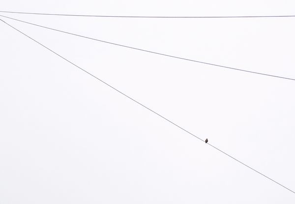 Small Bird on a Wire thumbnail