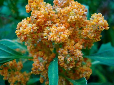 Flowering quinoa