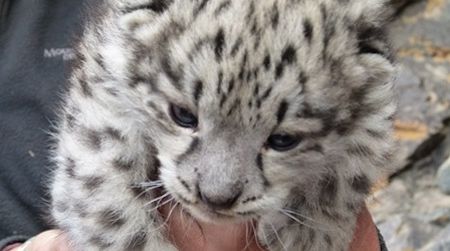 One of the snow leopard cubs discovered in Mongolia’s Tost Mountains.