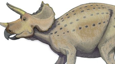 Possible postures of Triceratops