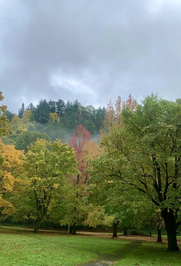 Fall Colors with some fog thumbnail