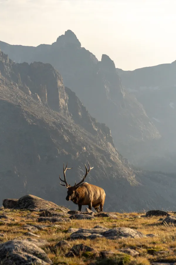 Bull Elk traversing the Alpine Tundra thumbnail