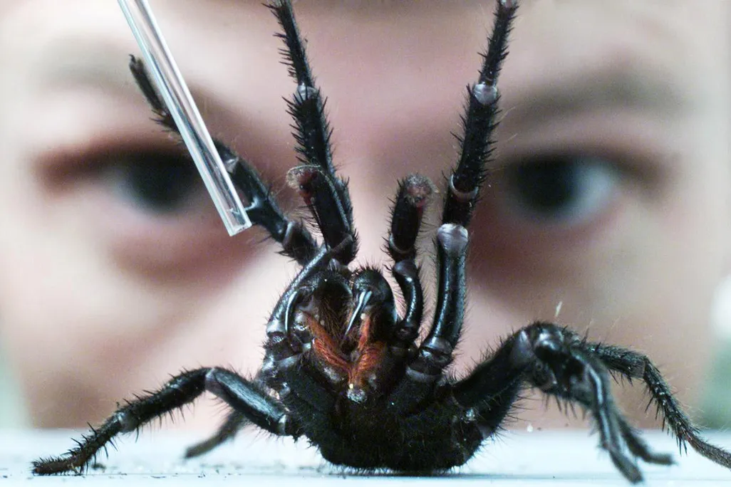 a large spider rearing up defensively with a pipette near its fangs, and a person's face right behind it