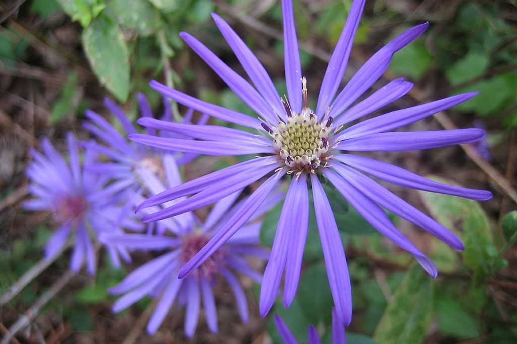 Symphyotrichum_georgianum,_Georgia_aster,_earlier_bloom.JPG