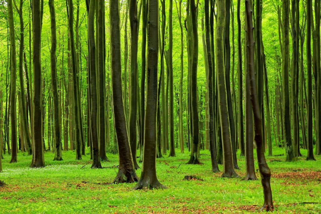 Trees