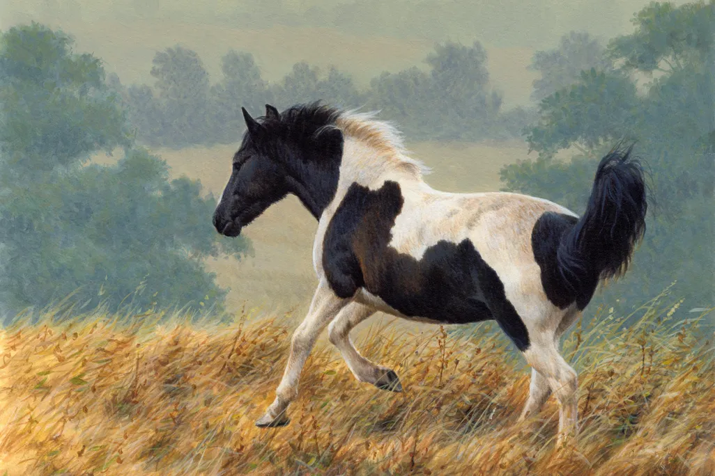 Piebald horse