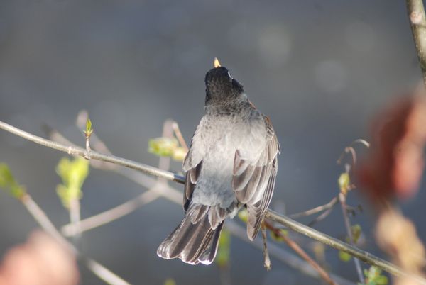 robin, perched thumbnail