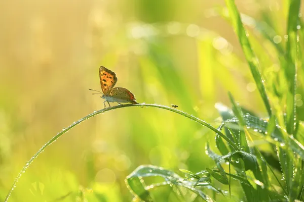 butterfly on the grass thumbnail