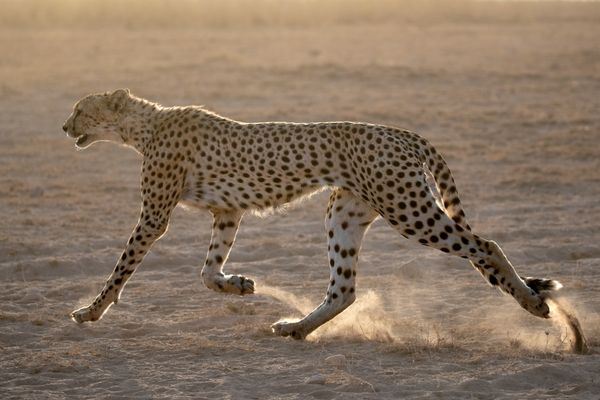 Cheetah running thumbnail