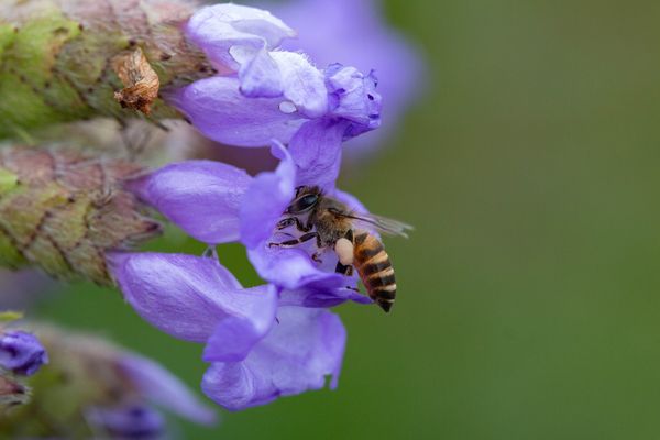 A Bee's Business thumbnail