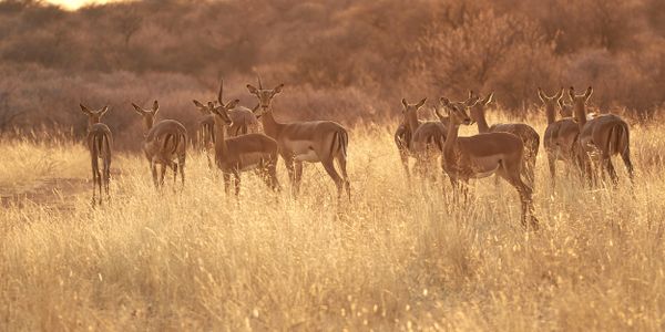 Herd of Impalas at Sunset thumbnail