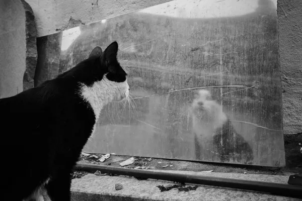 Into the Looking Glass thumbnail