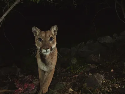 Experts hope the bridge will enable mountain lions to find potential mates and increase the local population's genetic diversity