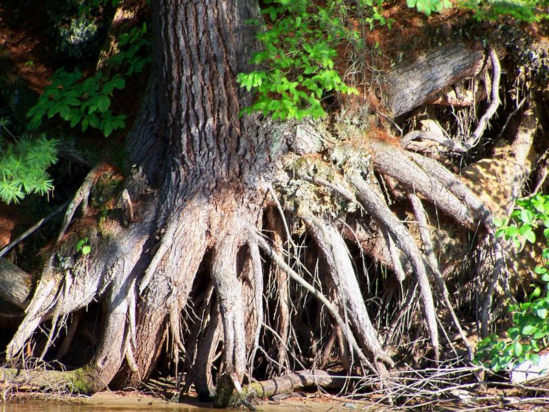 Exposed tree roots alongside river. Smithsonian Photo Contest