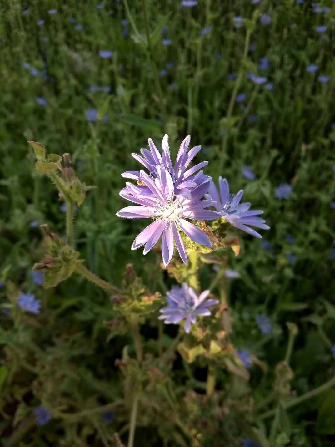 shining flower with sun rays during summer morning | Smithsonian Photo ...