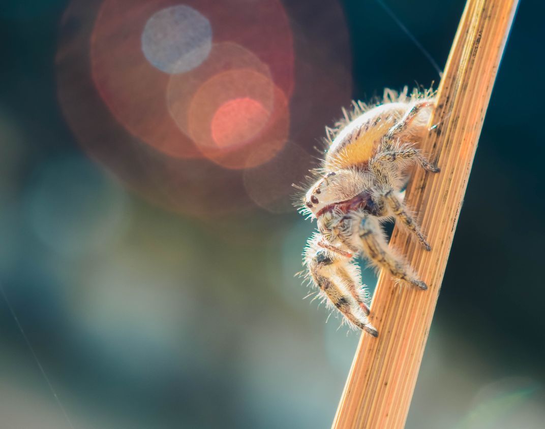 Bold jumping spider picture