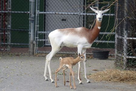 The latest dama gazelle, born October 9, is the second to be born at the National Zoo since September. 