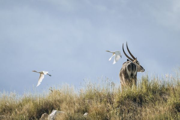 A Waterbuck and two Western Cattle Egrets Balancing on an Edge thumbnail