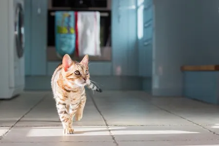 Research suggests humans can occasionally pass the new coronavirus to cats. But felines are very unlikely to be a source of transmission back to humans.